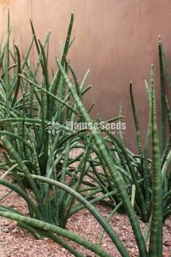 Sansevieria cylindrica starfish