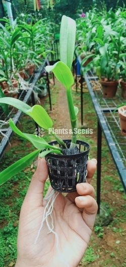 Net Pot Orchid Plants