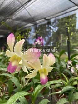 Dendrobium Plants