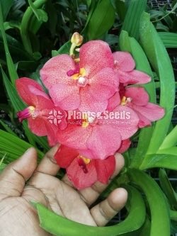 Vanda Orchids