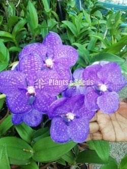 Vanda Orchids