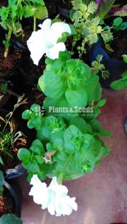  Petonia Flower Plants