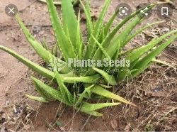 Aloevera(Komarika Plants)