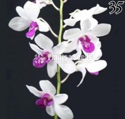 Dendrobium Orchids 27 Colors