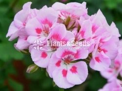 Hanging Geraniums 