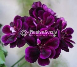 Hanging Geraniums 