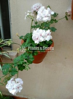 Hanging Geraniums 