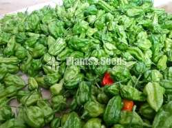 Scotch bonnet dark green Miris