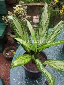  Aglonima Outdoor Plants 