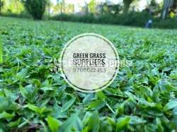 Malaysian Grass