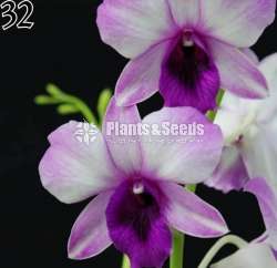 Dendrobium Orchid Plants