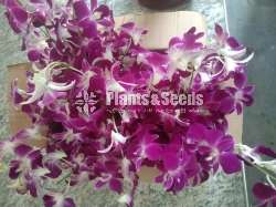 Dendrobium Orchid Plants