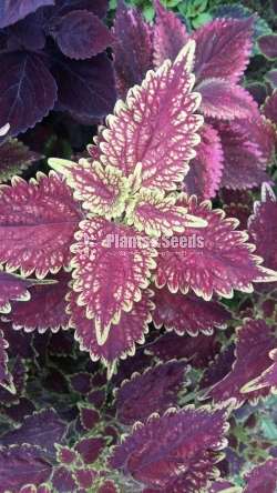 Coleus