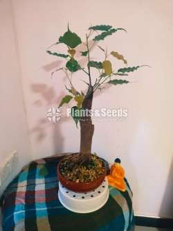 Bonsai Nuga Tree