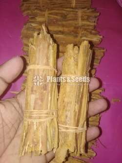 Cinnamon  (කුරුදු )