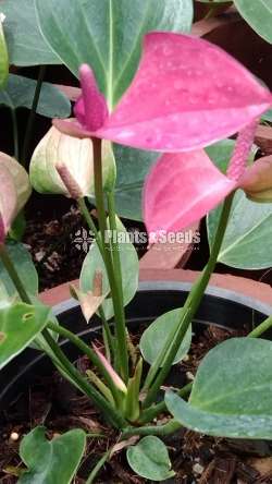 Bankok anthurium Mother plants