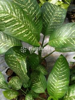  Aglonima Outdoor Plants 