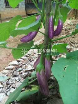 Raveena Brinjal Plants