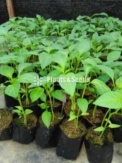 Muriya F1  malumiris Plants(මුරියා f1)