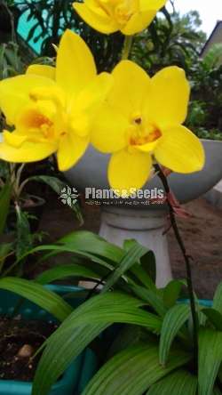  Big yellow, Pink Rainbow ,Purple sky, Orchids