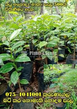 Katu Anoda(Aathaa) Plants