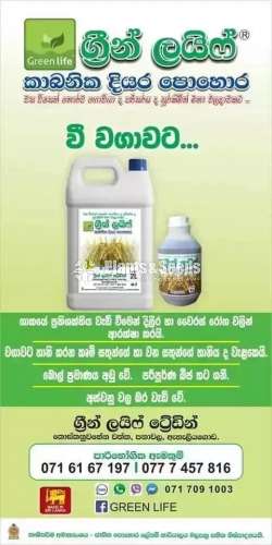 Orgarnic Fertilizer for Paddy Field