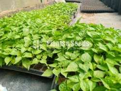 Scotch bonnet dark green Plants