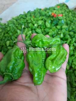 Scotch bonnet dark green Plants