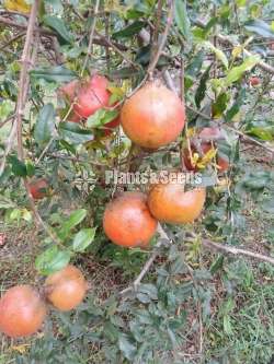 Red Angel pomegranate plants