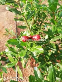 Red Angel pomegranate plants