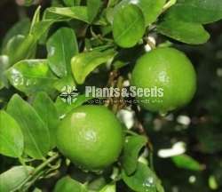 SriLankan Lime and Orange Plants