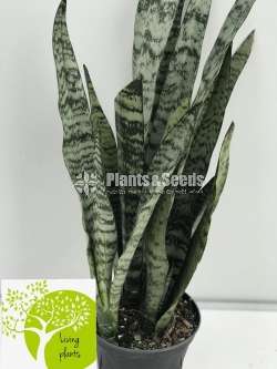 Sansevieria Collection