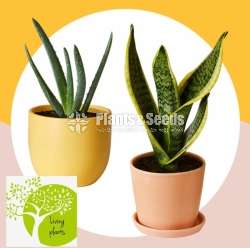 Sansevieria Collection