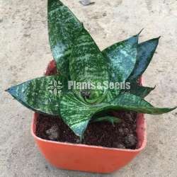 Sansevieria Collection