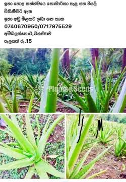 Aloevera(Komarika Plants)