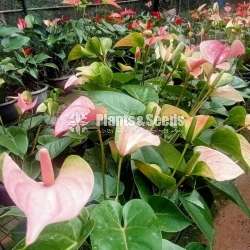 Anthurium Collection