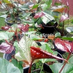 Anthurium Collection