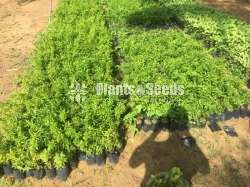 Vegetable Plants