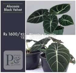 Alocasia Black Velvet