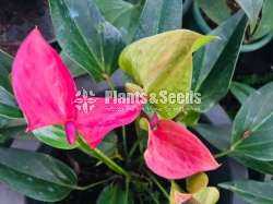 Anthurium Package