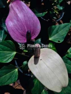 Anthurium Package