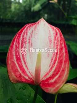 Anthurium Package