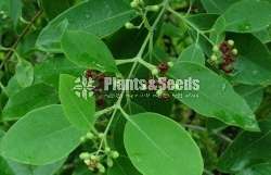 Sandle Wood Plants( සුදු හදුන් පැල)