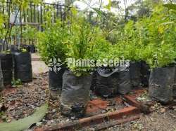 Sandle Wood Plants( සුදු හදුන් පැල)