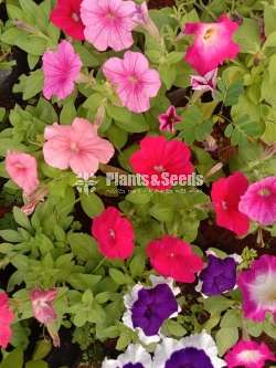 Petunia Plants