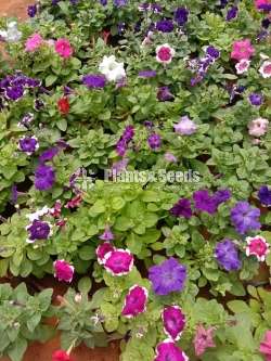 Petunia Plants