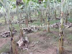 Banana Plants (Kolikuttu)