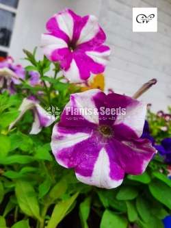 Petunia Plants