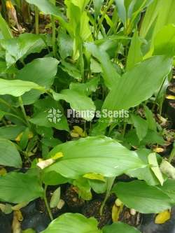 Kaha Plants (Turmeric)