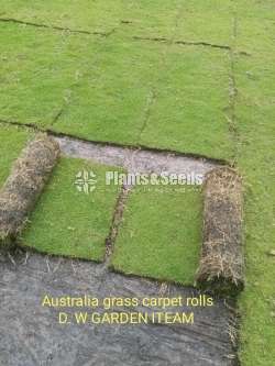 Australian Grass